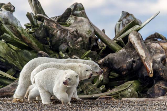 Imagem finalista na categoria 'Vida Selvagem Terrestre', mostra três ursos polares próximos de pilha de ossos de baleias ao longo da costa da Ilha de Barter, no norte do Alasca Imagem finalista na categoria 'Vida Selvagem Terrestre', mostra três ursos polares próximos de pilha de ossos de baleias ao longo da costa da Ilha de Barter, no norte do Alasca