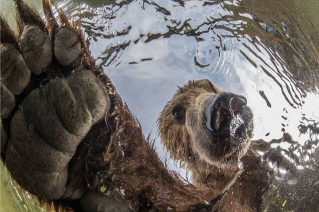 Imagem vencedora na categoria 'Animais Selvagens Terrestres', mostra urso polar marrom pescando salmões no rio Ozemaya, na Rússia Imagem vencedora na categoria 'Animais Selvagens Terrestres', mostra urso polar marrom pescando salmões no rio Ozemaya, na Rússia