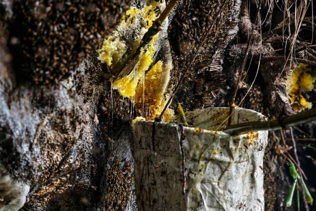 O mel recolhido pelos caçadores são das abelhas do Himalaia, que são consideradas as maiores abelhas do mundo, sendo duas vezes maior do que as abelhas europeias - 11/05/2019 O mel recolhido pelos caçadores são das abelhas do Himalaia, que são consideradas as maiores abelhas do mundo, sendo duas vezes maior do que as abelhas europeias - 11/05/2019