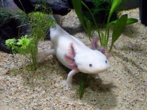 Axolotl