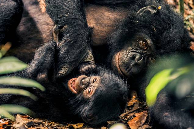 ...brincam (como os bonobos)... ...brincam (como os bonobos)...