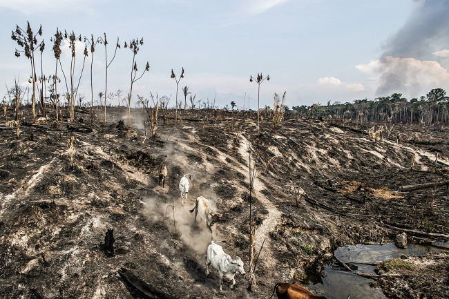 Em Mato Grosso, o gado invade a floresta