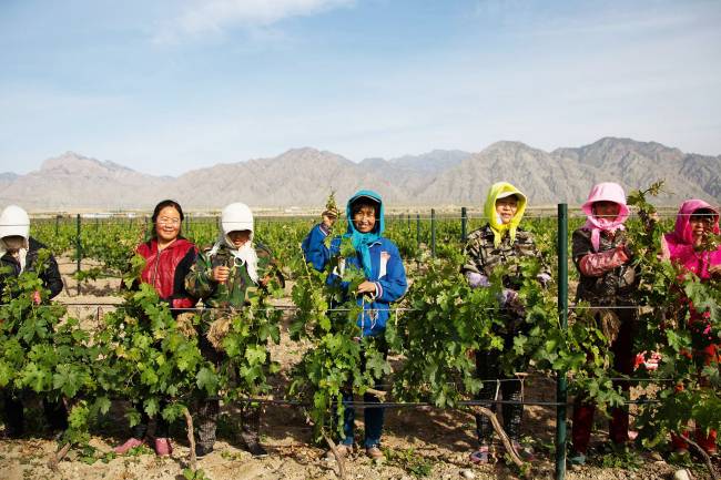 VINICOLA-CHINA-1.jpg VINICOLA-CHINA-1.jpg