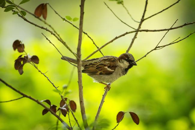 FILE PHOTO: A sparrow perches in a tree in New York’s Central Park