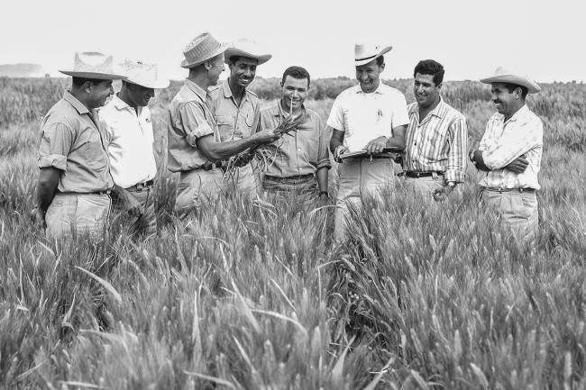 Norman Borlaug-WP-1960-1.jpg