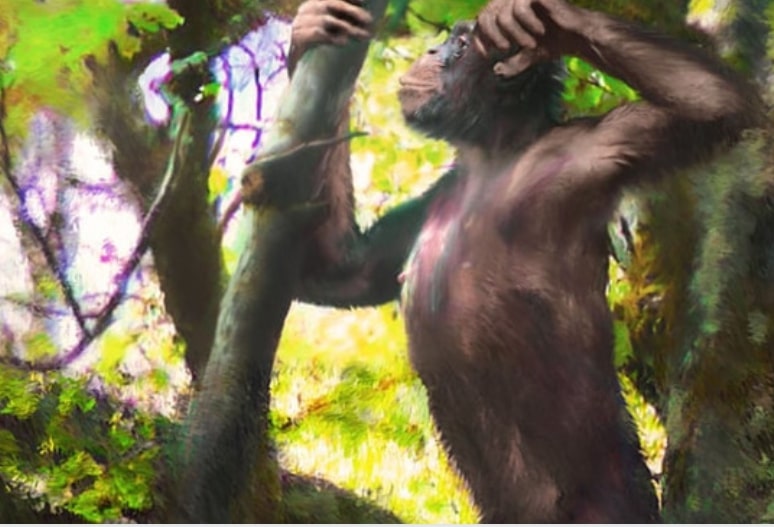 Descoberto que macacos andaram com os dois pés antes dos seres humanos