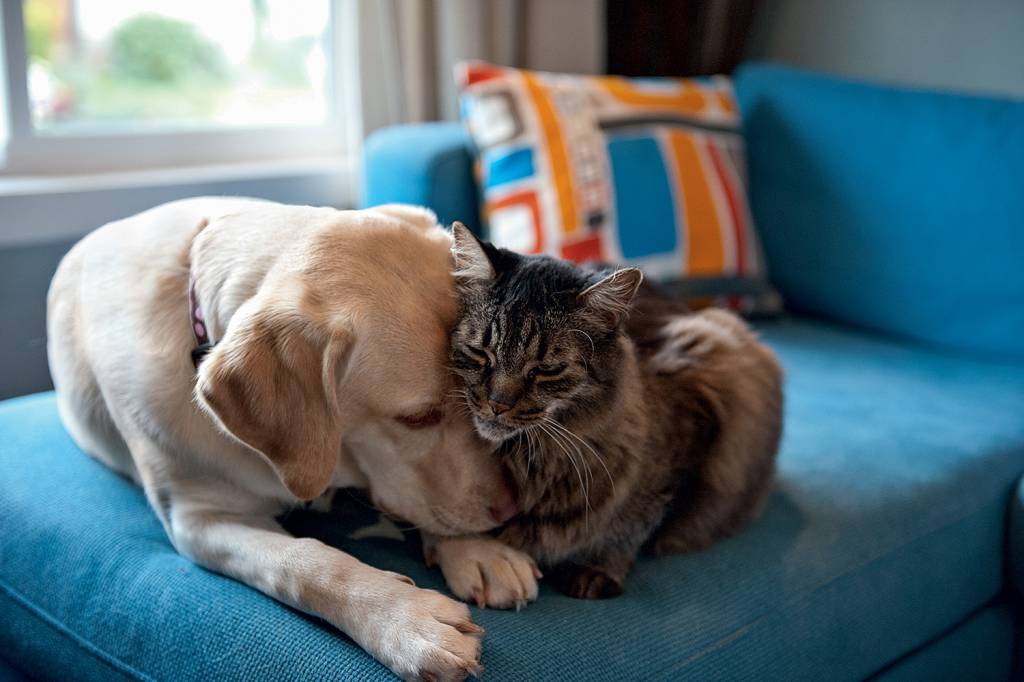 Cuidado: 40% dos tutores do Brasil já perderam um pet por rojões com estampido nas festas de fim de ano