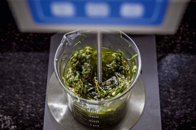 Maconha: a droga da discórdia