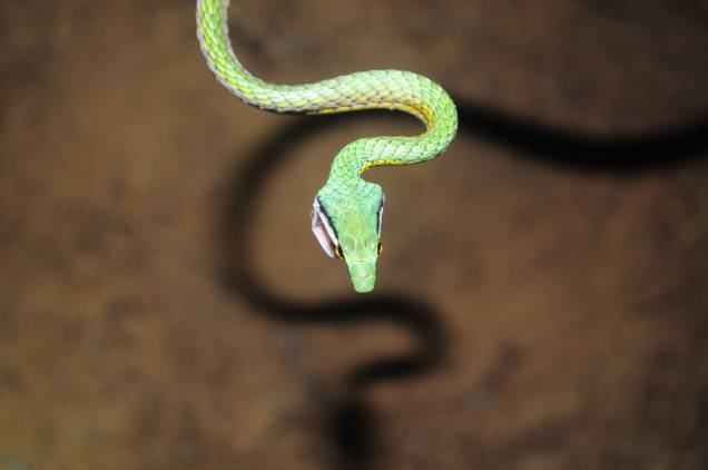 Cobra-cipó Cobra-cipó
