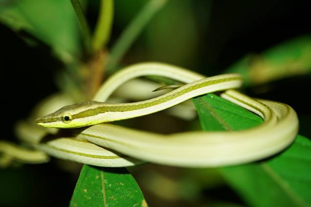 Cobra-cipó Cobra-cipó