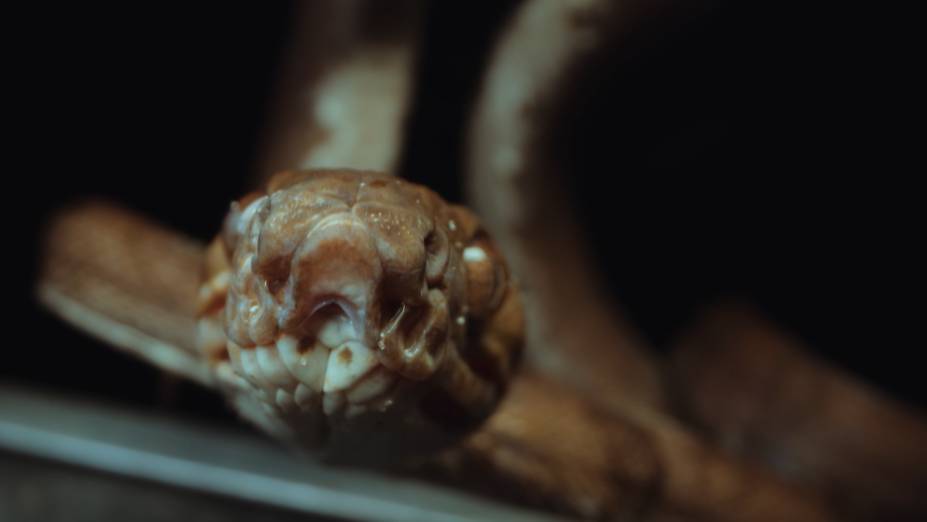 Jiboia arborícola Jiboia arborícola