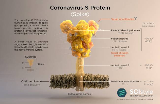 Coronavírus Coronavírus