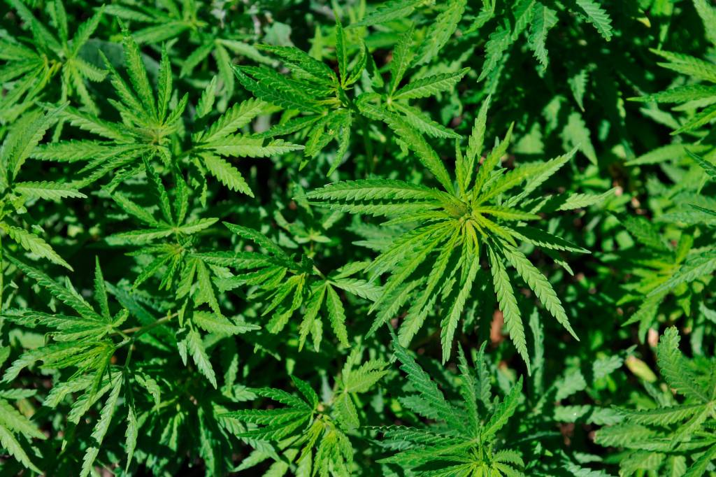 AO VIVO: STF retoma julgamento que pode descriminalizar o porte de maconha