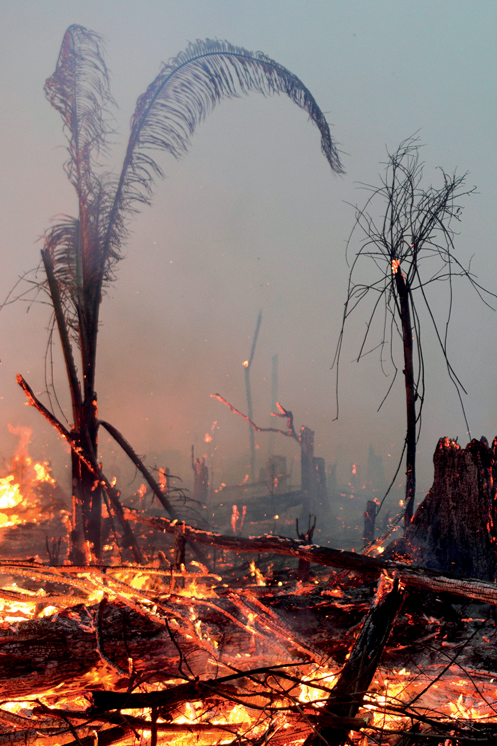 A fire burns a tract of Amazon jungle as it is cleared by a farmer in Machadinho do Oeste, Rondonia state A fire burns a tract of Amazon jungle as it is cleared by a farmer in Machadinho do Oeste, Rondonia state