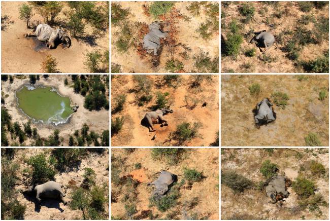Dead elephants are seen in Okavango Delta Dead elephants are seen in Okavango Delta