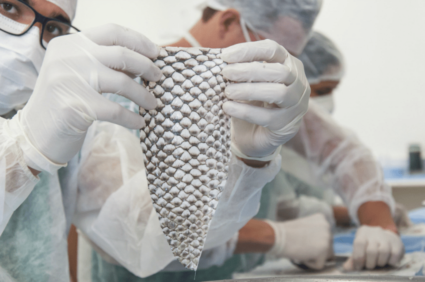 Pele de tilápia pode ser usada para tratamento de queimaduras no Líbano