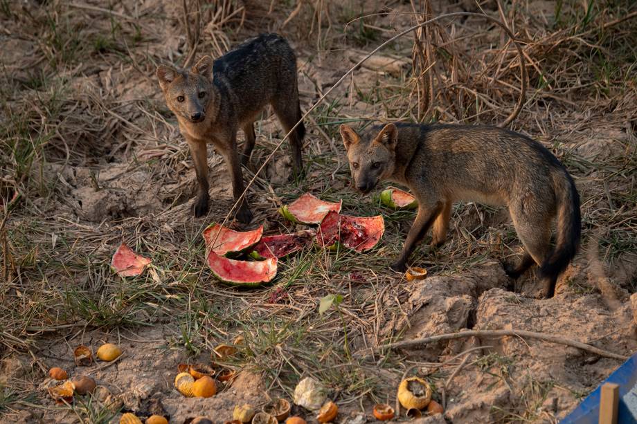 RAPOZAS A busca desesperada por comida à margem da Transpantaneira