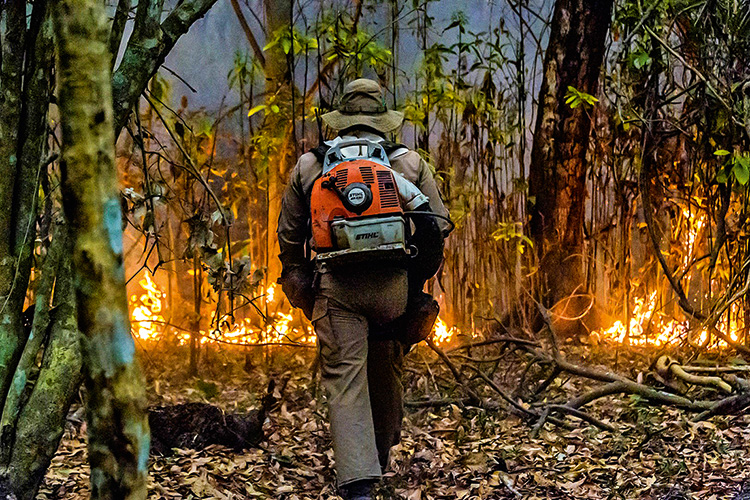 La fauna silvestre lucha por sobrevivir al fuego en mayor humedal del mundo La fauna silvestre lucha por sobrevivir al fuego en mayor humedal del mundo