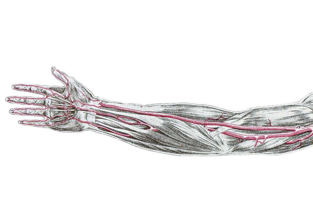 A descrição de uma artéria no braço sugere que humanos continuam evoluindo