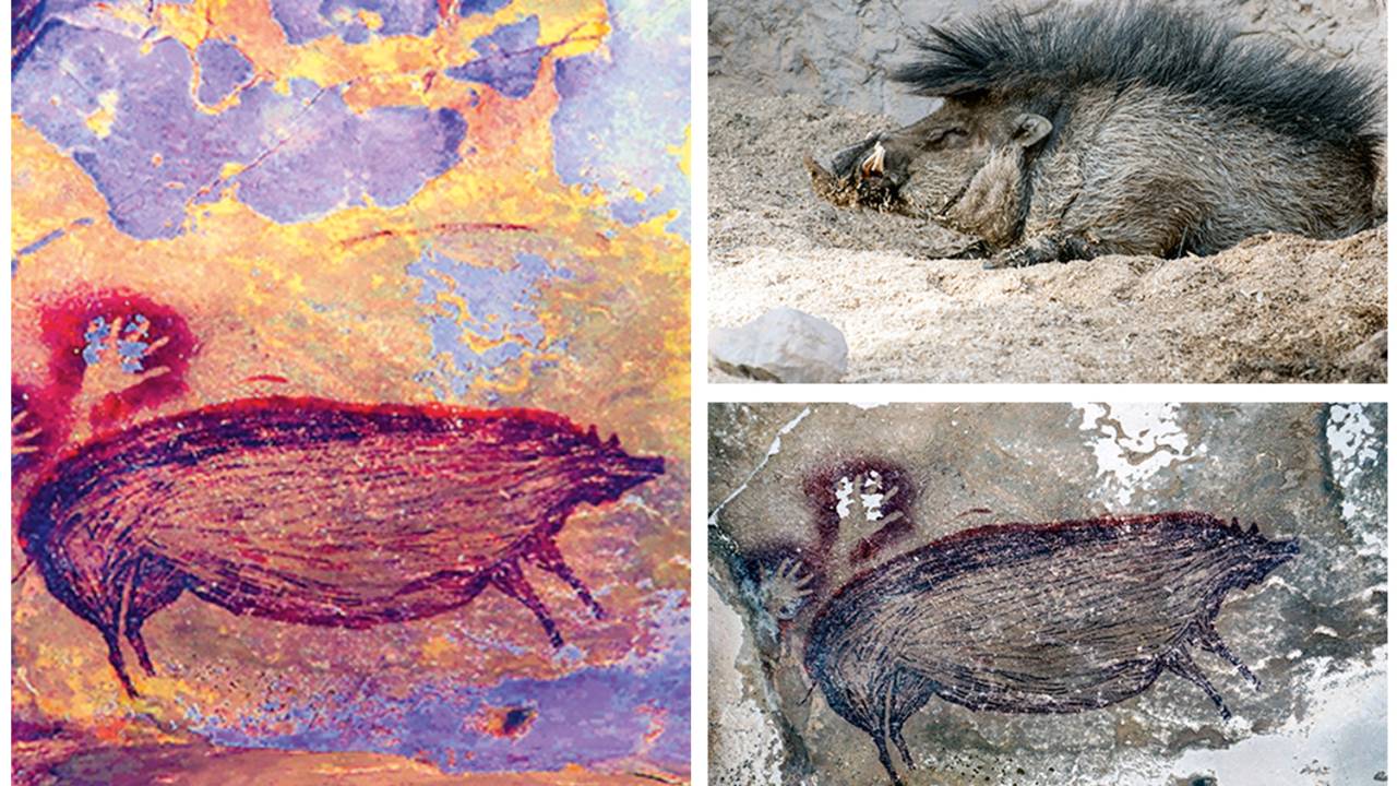 ARTE FIGURATIVA - O desenho original do javali (em baixo, à dir.), o animal que o inspirou (no alto, à dir.) e a simulação colorida do mural (esq.): obra humana -