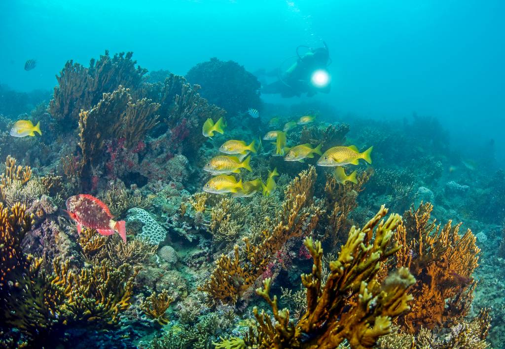 Projeto brasileiro inédito mira preservação de corais