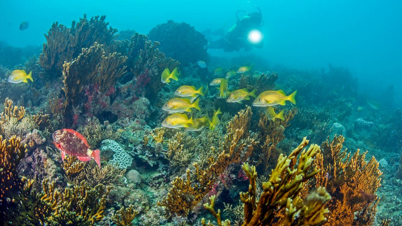 Coral