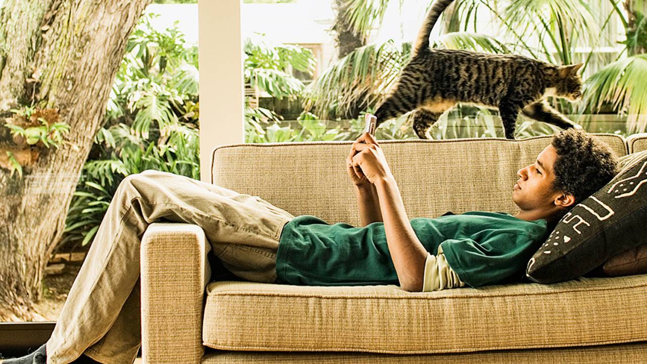 INDIFERENÇA - Gato: o animal não fez distinção entre quem ajudou ou não seu dono -