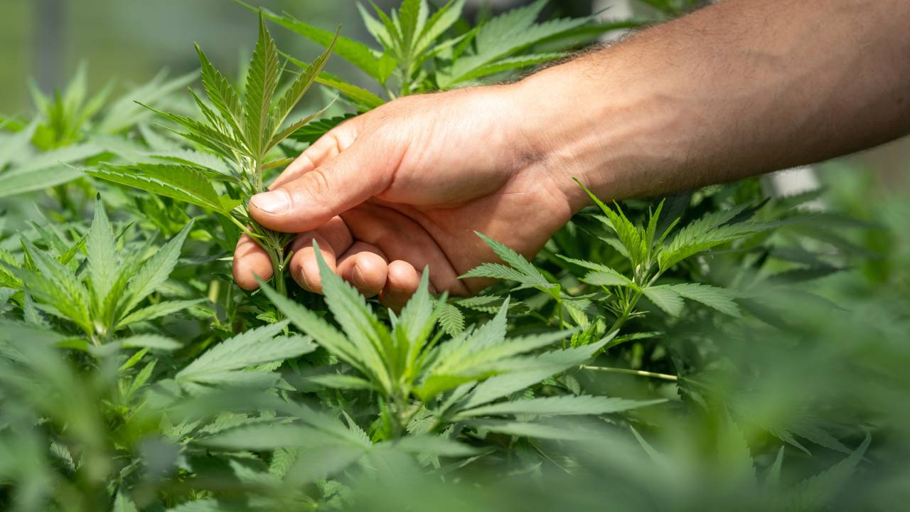 Cultivo de cannabis