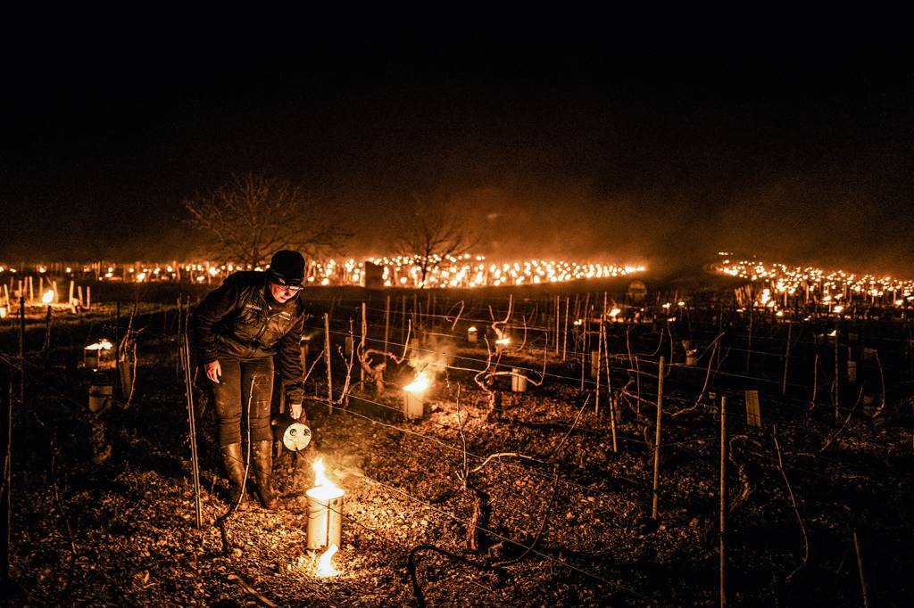 Geada severa na França afeta produção de vinícolas seculares