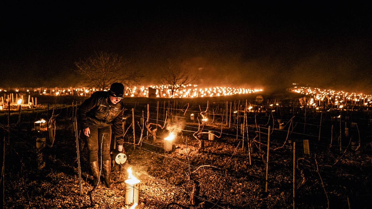 PAÍS EM LUTO - Chablis, região do Chardonnay: tochas aquecem o solo dos vinhedos -