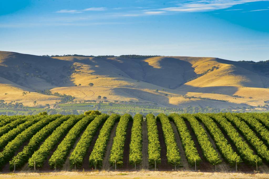 GettyImages-1179748614.jpg GLOBAL - McLaren Vale, na Austrália: sabor diferente -