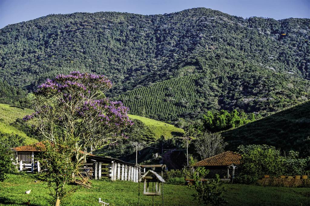 Estufa de Mogno Africano Lagoinha EXEMPLO - Fazenda sustentável em São Paulo: crédito só para proprietários responsáveis -