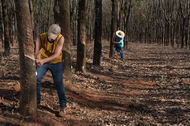 Seringueira utilizada na fabricação de látex, com a seca a produção diminuiu cerca de 40% - Seringueira utilizada na fabricação de látex, com a seca a produção diminuiu cerca de 40% -