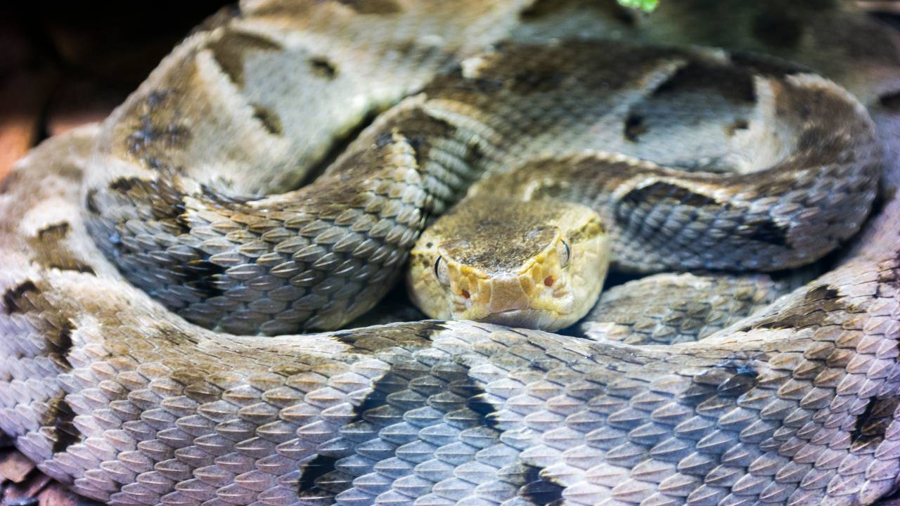 Serpente/cobra chamada de jararacuçu em detalhe.