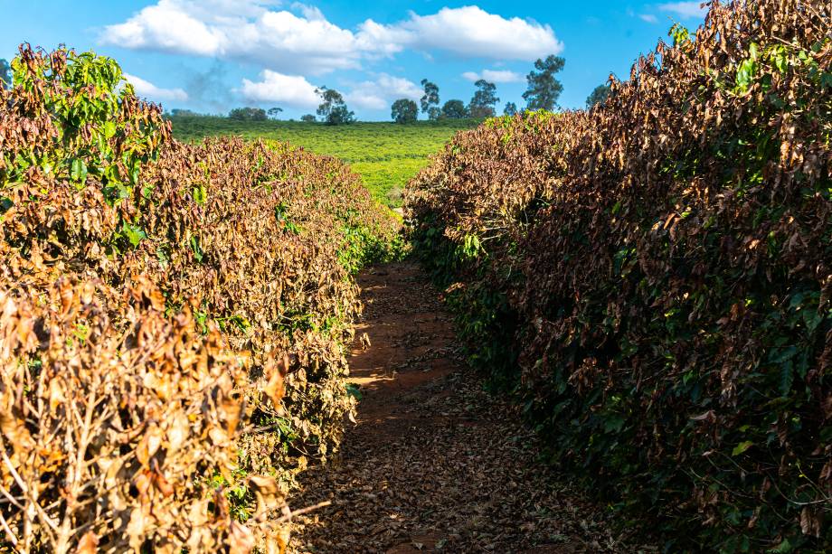 Fazenda Roseira, em Jacuí-MG -