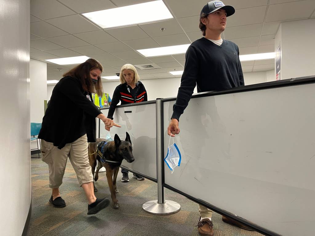 Cães ajudam a identificar a Covid-19 com até 99% de precisão em aeroporto