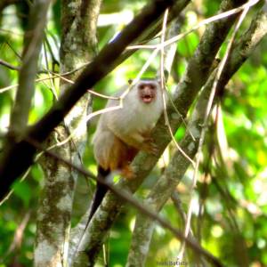 image008 Macaco