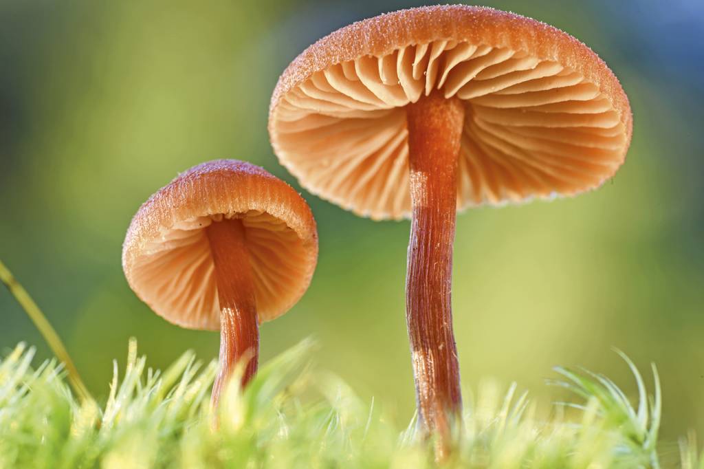 Pequenos gigantes: os fungos mostram força na moda e na indústria pesada