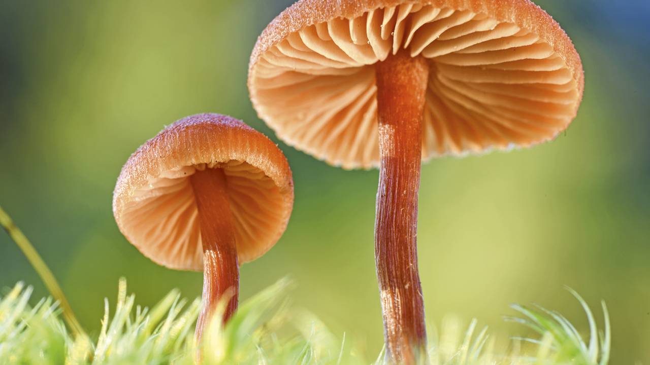 CONECTADOS - Fungos na natureza: eles criam comunidades que se organizam em grandes redes -