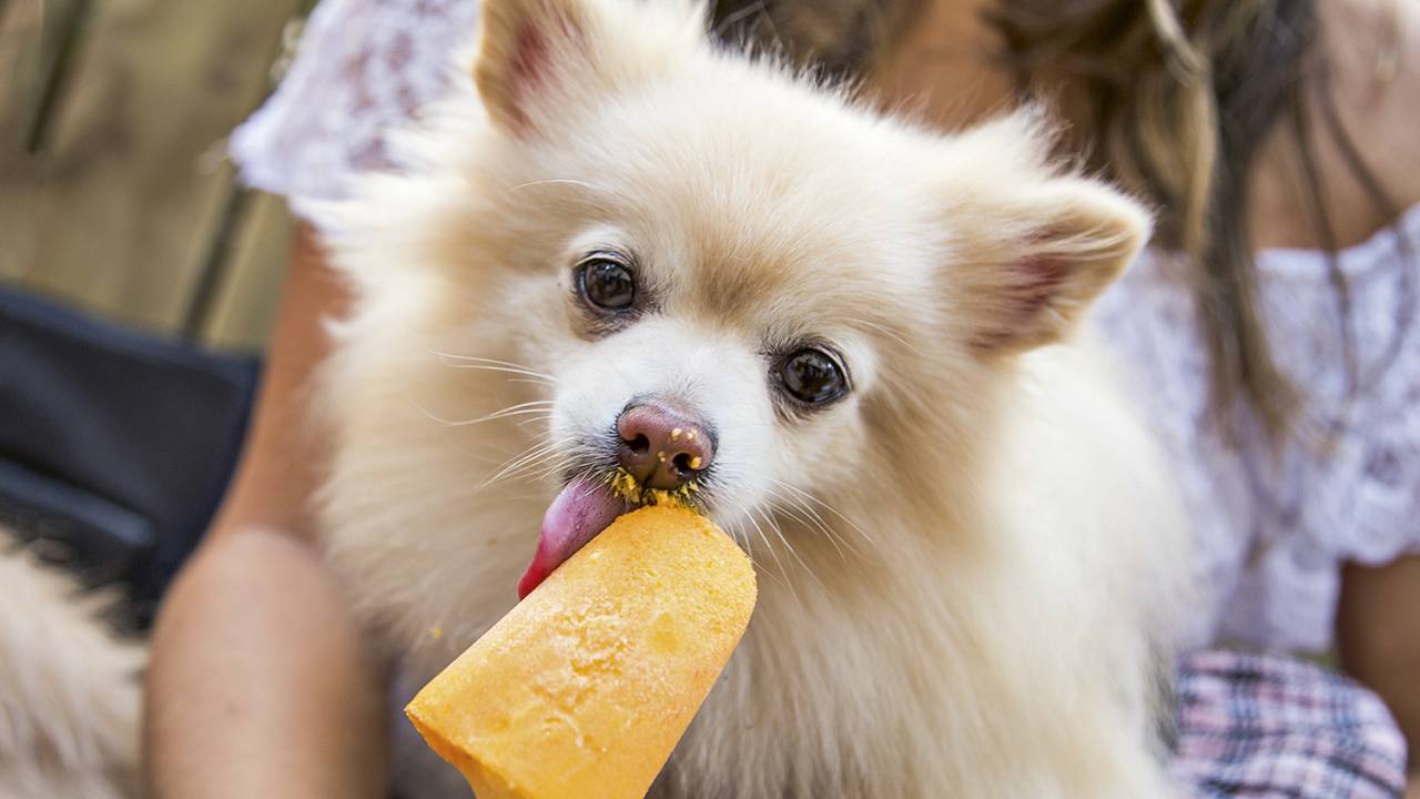 LAMBIDA - O picolé peppino para cachorros: iogurte, fruta ou legume, mel orgânico e um ossinho no lugar do palito -
