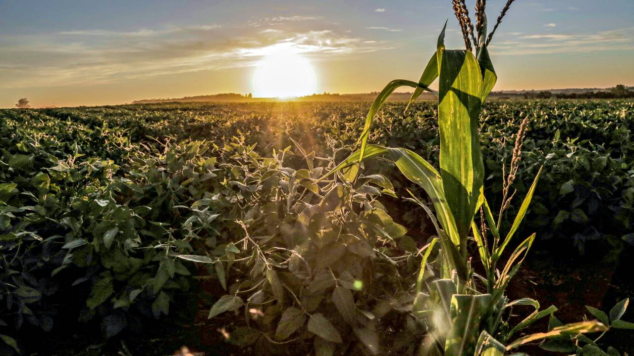 ESTIAGEM - Plantação de soja no Paraná: a seca teve impacto direto na produção e ameaça a performance do setor -