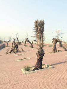 Palmeiras esturricadas pelo sol em Kuwait City: Palmeiras esturricadas pelo sol em Kuwait City: nem a vegetação nativa do deserto aguenta a escalada nos termômetros