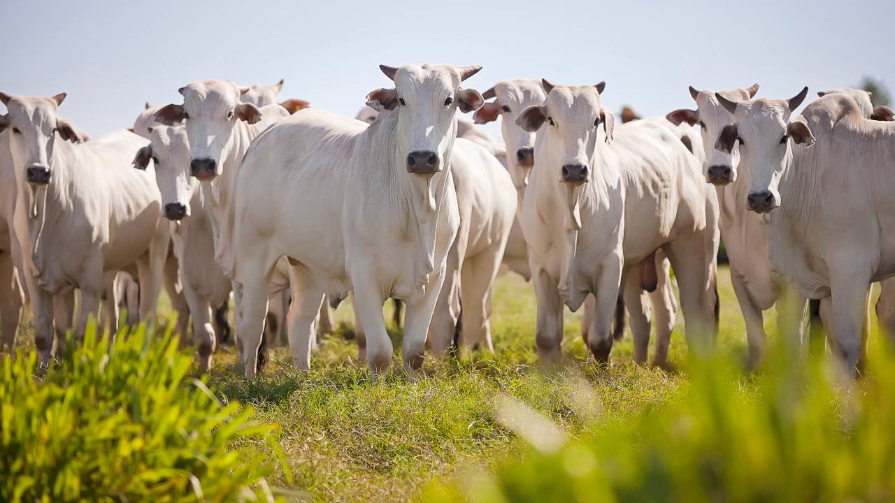 Nellore cattle grazing in the field at sunset, Mato Grosso do Sul, Brazil
