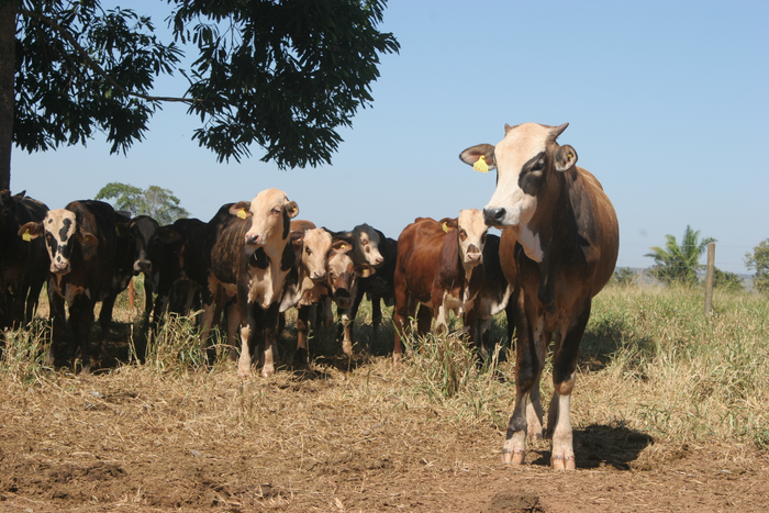 Gado em uma fazenda que implementou práticas sustentáveis de produção