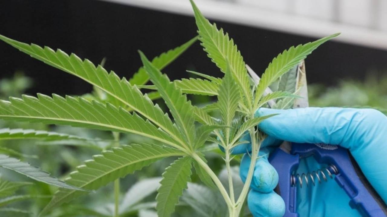 Maconha