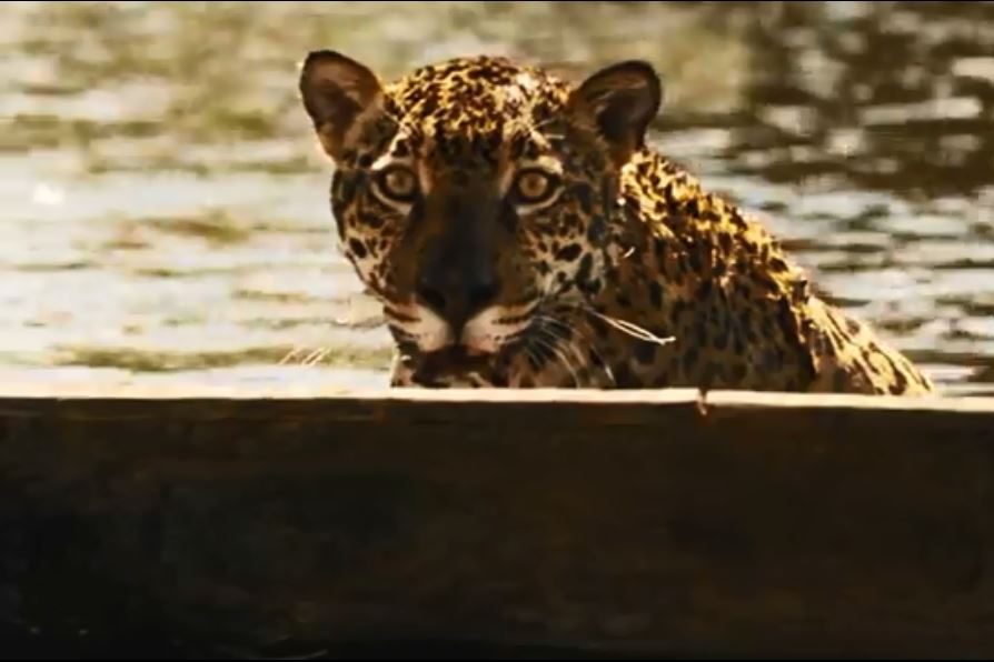 Pesquisadores descobrem como onças-pintadas resistem às mudanças climáticas