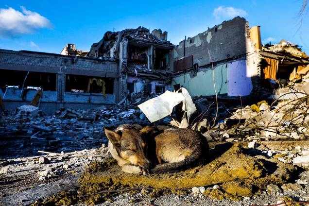 Um cão dorme nos escombros do edifício principal de uma escola, destruída após ser bombardeada, em Zhytomyr, Ucrânia, 11 de março de 2022. Um cão dorme nos escombros do edifício principal de uma escola, destruída após ser bombardeada, em Zhytomyr, Ucrânia, 11 de março de 2022.