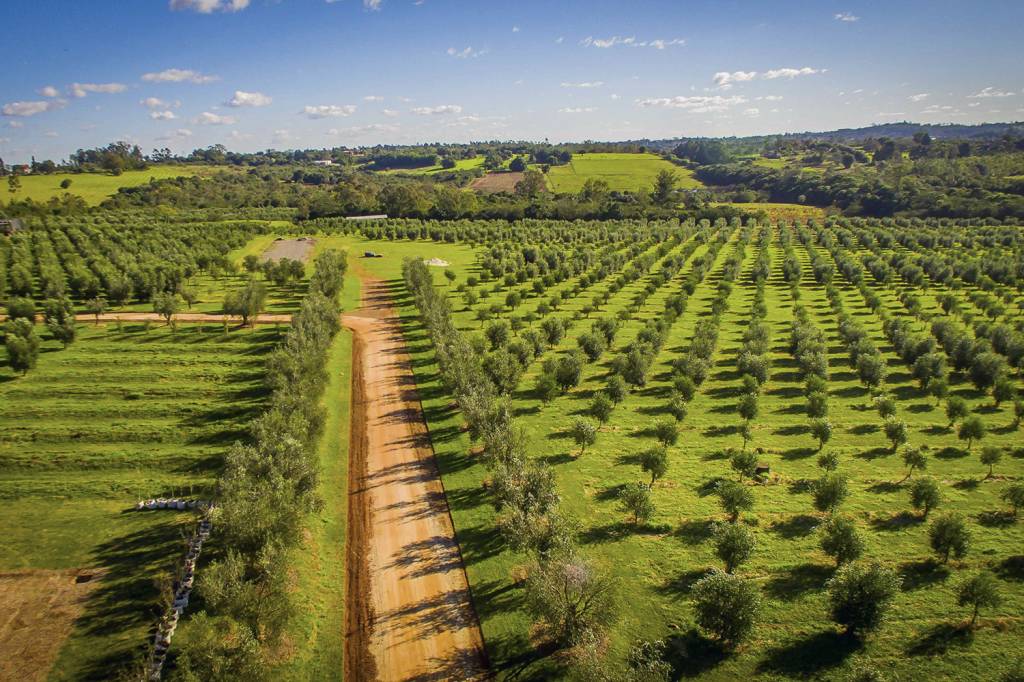 A importância da Embrapa para o Brasil 