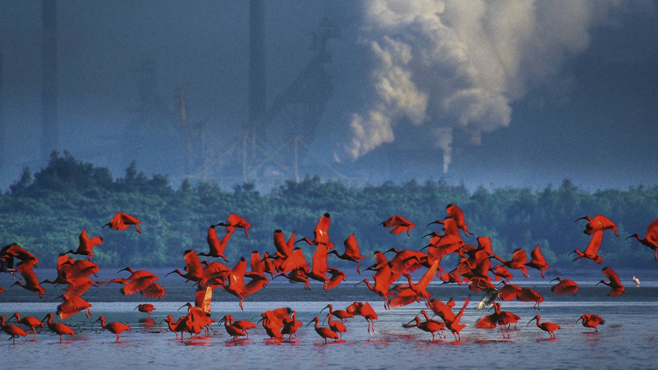 CONTRASTES - Aves guarás em Cubatão (SP): vida em meio ao caos -