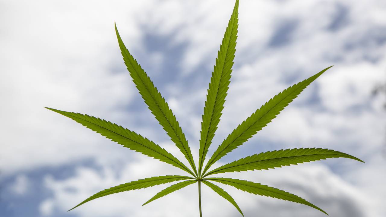 Na Austrália, 40% da população é a favor da legalização da maconha -